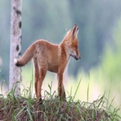 wild life