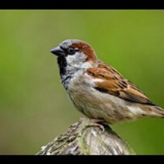 A LITTLE SPARROW
