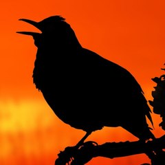 Nature Beauty & Music