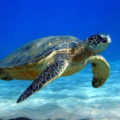 Money Turtle