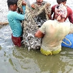 Fish farming