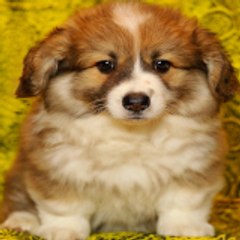 cuteanimalvideo