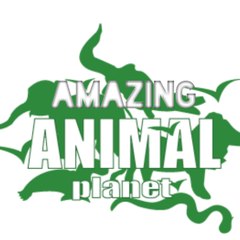 Amazing Animal Planet