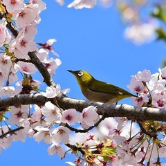 Japan Video
