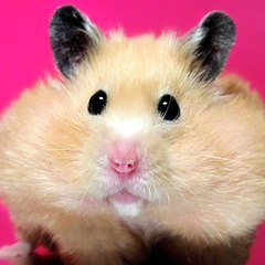 Fun Hamster