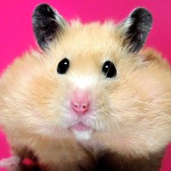 Fun Hamster
