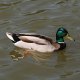 fireduck