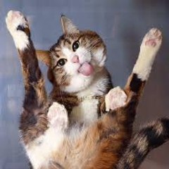Funny videos