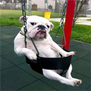 Funny animals