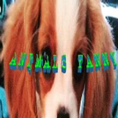 Animals fanny