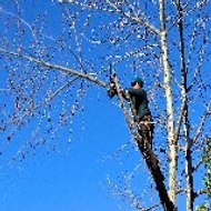 AA Tree Lopping Perth