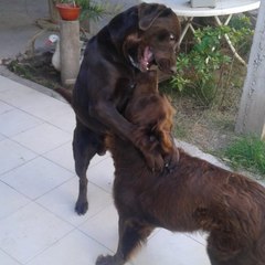 Que Carnero!!!