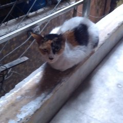 Paw World