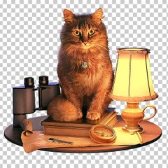 Gatitos Chistosos