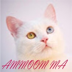 ammoom ma