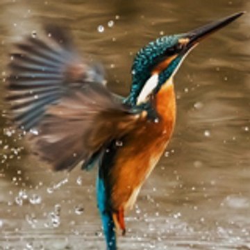 Amazing Bird