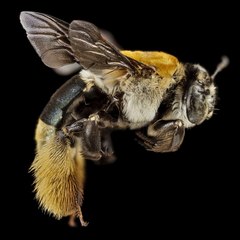 Musicbees21