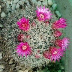 Cactus and succulent plants Care and propagation