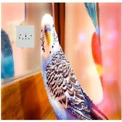 Budgie Lovers Worldwide