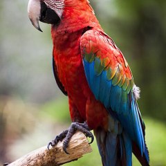 Parrot