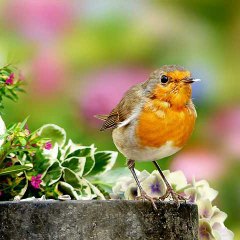 Beauty of Nature