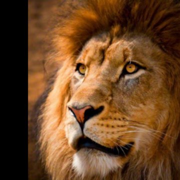 LION GAMING