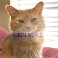 Animal WorldBD