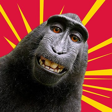 Silly Biscuit Daily Comedy Broadcast