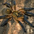 arachnophobia.project