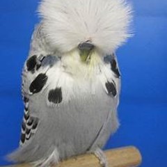 Birds information