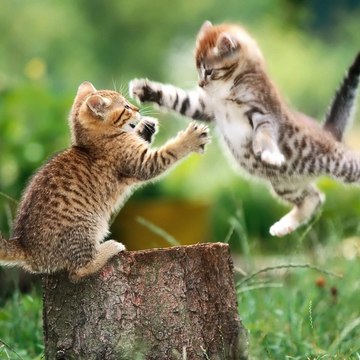 Kids World Animals