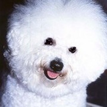 A bichon à poils frisés prod.
