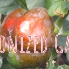 Harmonized Garden