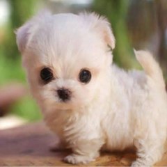 Pets Home