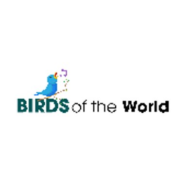 Bird Of The World