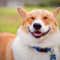 Videos that will make you smile