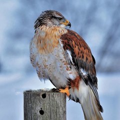 Amazing Wildlife