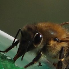 Včelařský Kroužek