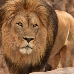 VIDEOS VIRALES DE ANIMALES (Videos Divertidos)