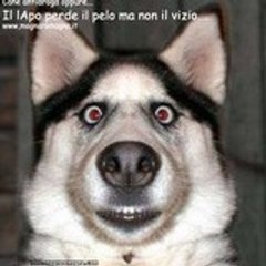 Staffo