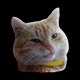 Cat Markiz
