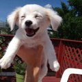 Famous Pets