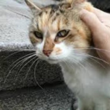 Impressivecatexperiencechannel