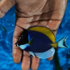 dm_bcb509377964a92e9b952a6c77043efc