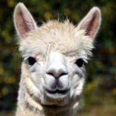 animal video