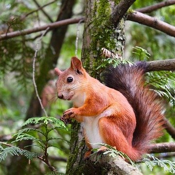 Nature blog