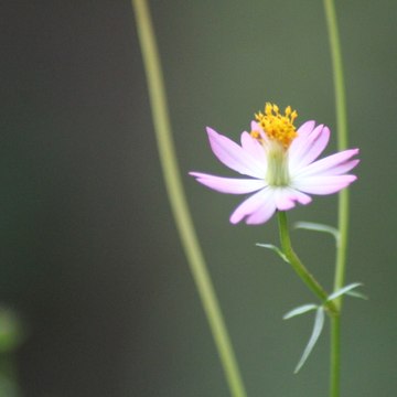Relaxing  Nature  Village