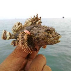 dm_72cc197565f0b363f470bf7cf4ef949e