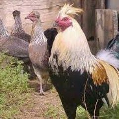 HG GALLOS, ZONA DE GALLEROS
