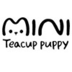 Mini Teacup Puppy